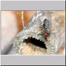 Cacoxenus indagator - Taufliege 02b 2-3mm.jpg